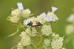 Macrosiagon dimidiata