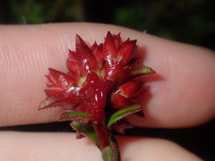 Darwinia sanguinea