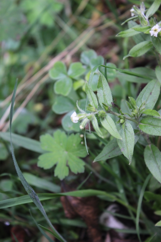 Lithospermum mediale