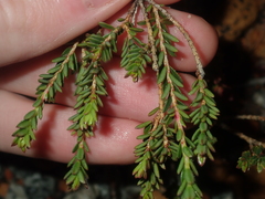 Darwinia sanguinea