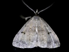 Phalaenostola hanhami