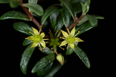 Sedum truncatistigmum