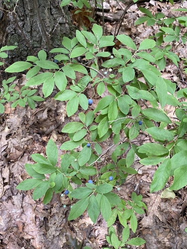 blue huckleberry (Gaylussacia frondosa)