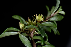 Sedum truncatistigmum