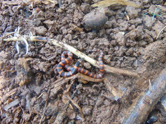 Geophis semidoliatus