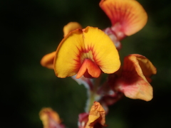 Gastrolobium polystachyum