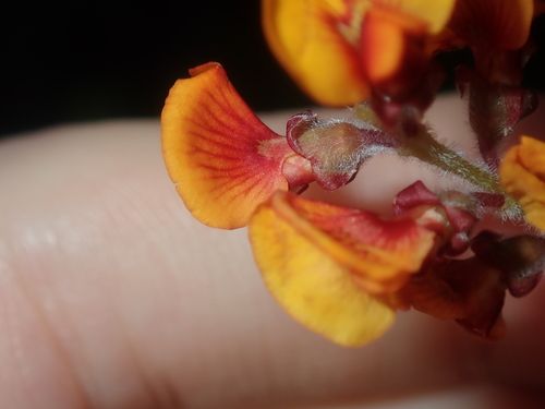 Image of Gastrolobium polystachyum by (c) Thomas Mesaglio, some rights reserved (CC BY)