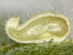 Caryomyia eumaris