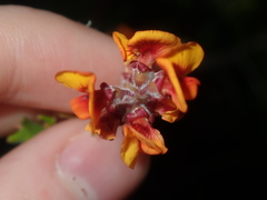 Gastrolobium polystachyum