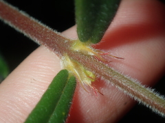 Gastrolobium polystachyum