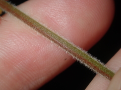 Gastrolobium polystachyum