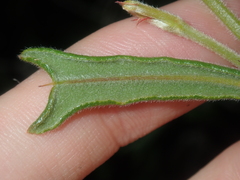 Gastrolobium polystachyum