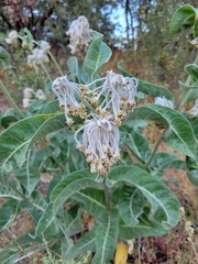 Asclepias eriocarpa