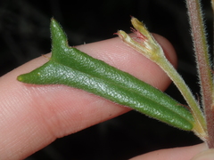 Gastrolobium polystachyum