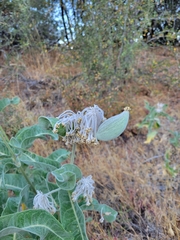 Asclepias eriocarpa