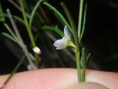 Cyanothamnus ramosus