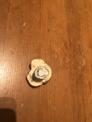 Gyroporus cyanescens