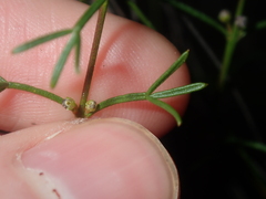 Cyanothamnus ramosus