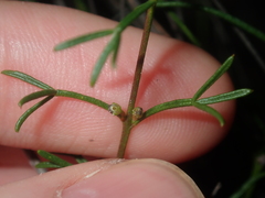 Cyanothamnus ramosus