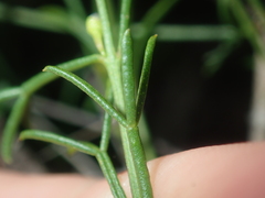 Cyanothamnus ramosus
