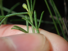 Cyanothamnus ramosus