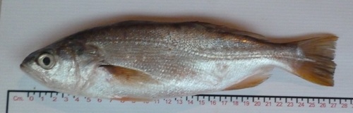 Bigeye corvina (Isopisthus remifer) — Sciaenidae — 5