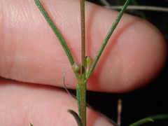 Cyanothamnus ramosus
