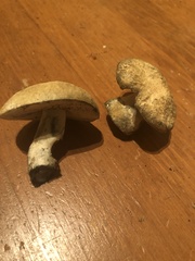 Gyroporus cyanescens