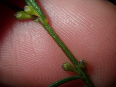 Cyanothamnus ramosus