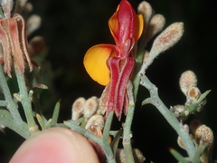 Jacksonia hakeoides