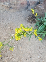 Senecio pudicus