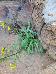 Senecio pudicus