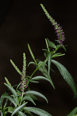 Veronicastrum formosanum