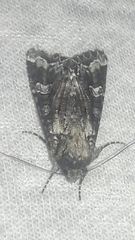 Noctuinae