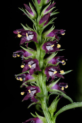 Veronicastrum formosanum