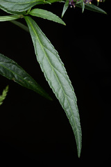 Veronicastrum formosanum