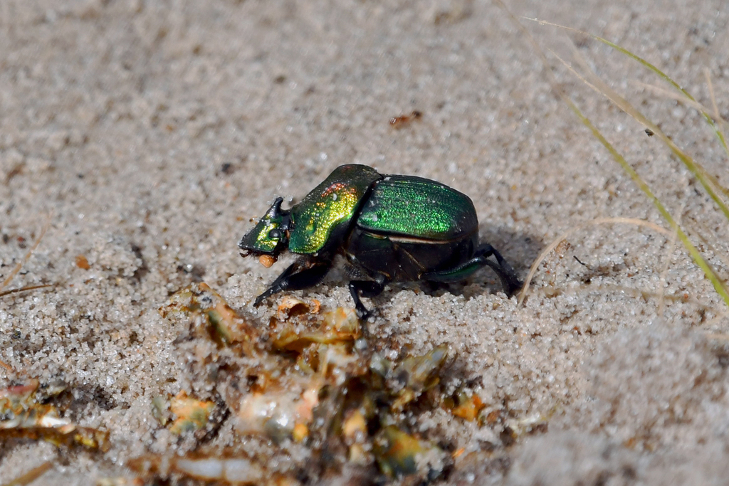 Burrowing Dung Beetles from Lee County, TX, USA on July 31, 2022 at 10: ...