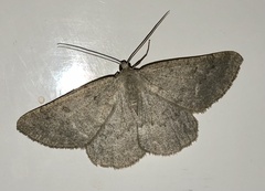 Gnophini