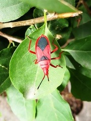 Probergrothius sanguinolens