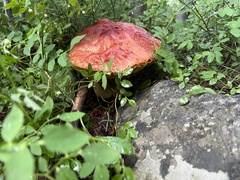 Boletus rubriceps