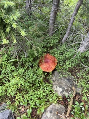 Boletus rubriceps