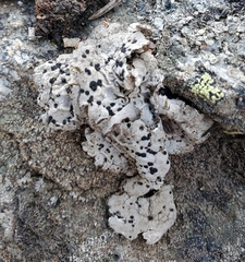 Umbilicaria virginis