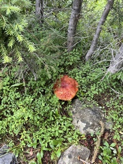 Boletus rubriceps