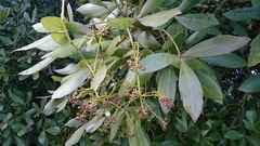 Pseudopanax