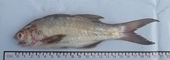 Polydactylus approximans