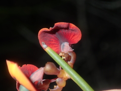 Daviesia triflora