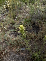Castilleja viscidula