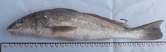 Menticirrhus