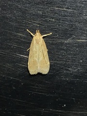 Dichomeris punctidiscellus