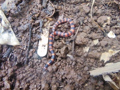 Geophis semidoliatus